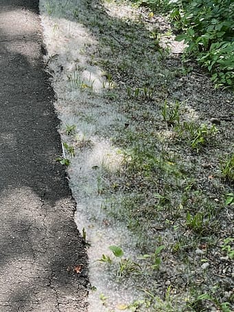 Seed pod snow closeup Close up photo of a paved biking trail bordered on the right by what appears to be snow but is actually white, fluffy seed pod fuzz.