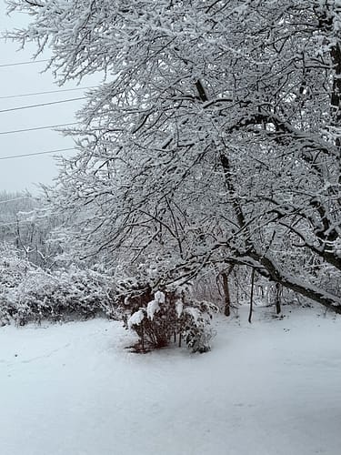 Photo of a backyard covered in snow. There are snow covered branches from a tree coming in from the right and snowy bushes in the back.
