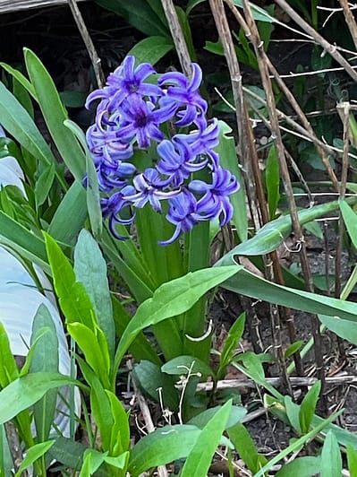 Hyacinth Photo of a purple flower with many petal clusters against green leaves.