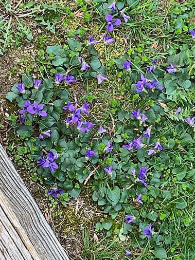 Wild Violets Photo of small purple flowers against a green background.