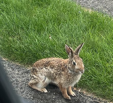 Bunny Photo of a light brown and cream colored bunny facing to the right along a strip of green grass.