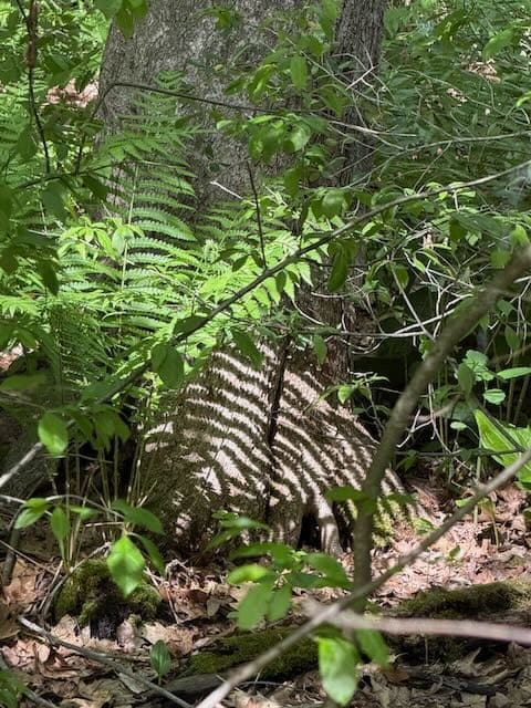 Sun on Fern Sunlight hitting a fern forms a striped pattern on the base of a tree.