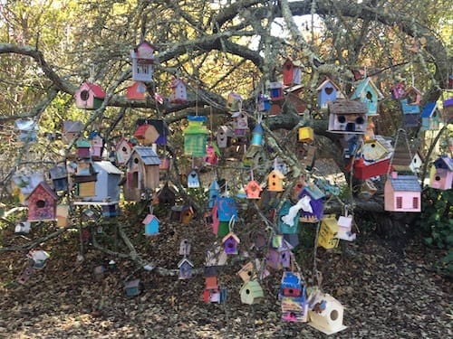 Birdhouses_closeup Photo at a medium distance of birdhouses on trees