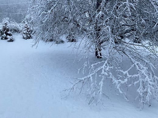 Snow Bending Tree Photo of a tree covered in snow with its branches bowed close to the ground