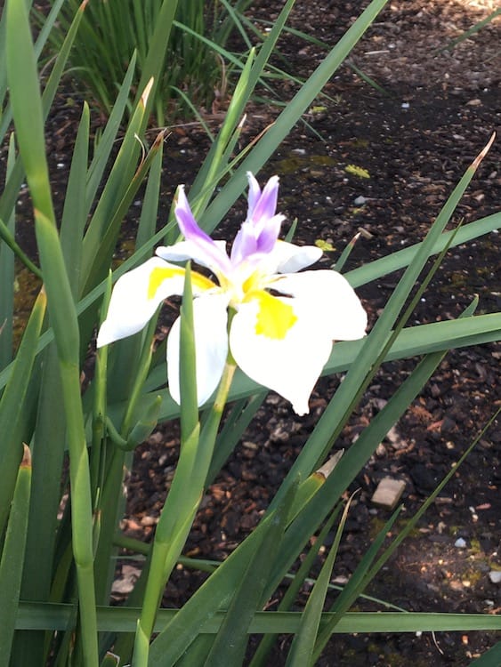 Side view of a white flower with a purple and yellow center and
