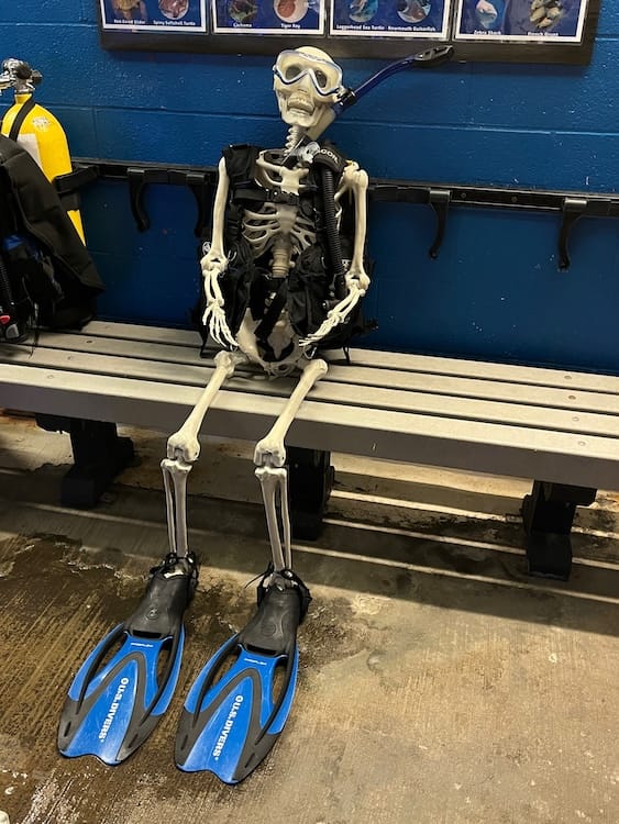 Diver skeleton Photo of a human skeleton sitting on a bench. It is dressed in a scuba dive vest. It has blue fins on its feet and is wearing dive eye goggles.