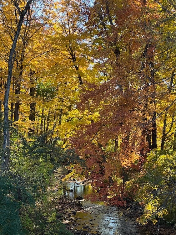 River_autumn Photo of a stream passing through a wood where the leaves have turned gold and orange.