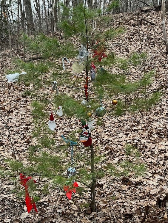 Xmas Decorations in April Photo of a spindly evergreen tree next to a walking trail. The tree has Christmas ornaments on it.