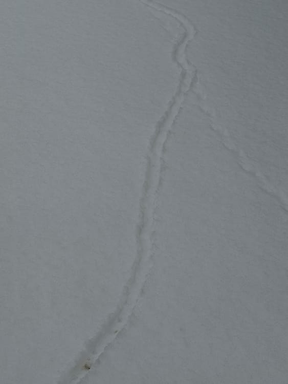 Snake Trail A trail in the snow that appears to have been made by a snake, running diagonally from upper right to lower left.