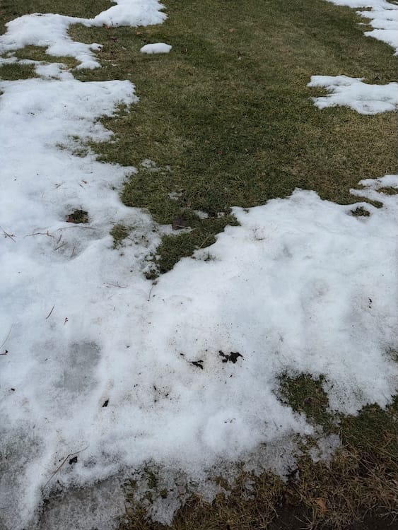 Photo of a patch of grass next to partially melted mounds of snow.