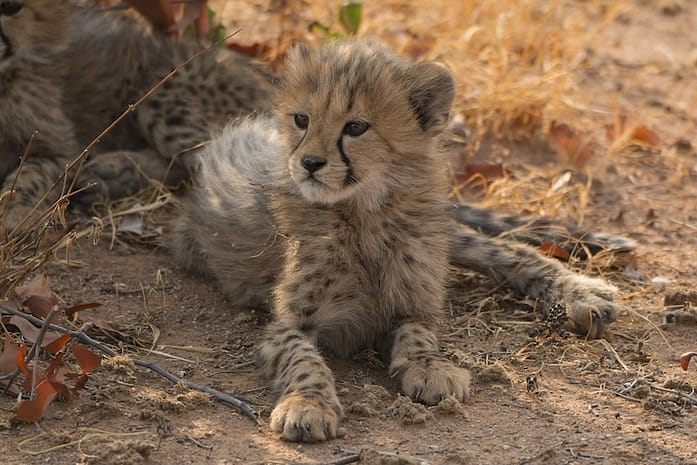 Cheetah Cub SM A young cheetah cub lies on the ground, looking toward the left.