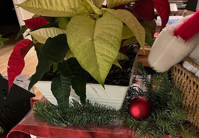 Greenery around poinsettia The bottom of a yellow poinsettia's planter is surrounded by evergreen pieces and a red holiday ball.