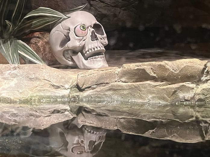 Laughing skull Photo of a human skull ;with one fake eyeball showing red veins. The skull sits on a rocky surface above a pond and is reflected in the water.