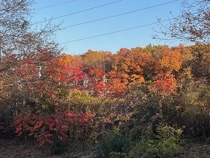 Fence_autumn Photo of a row of bushes and trees, where the trees have leaves of scarlet and bright orange.