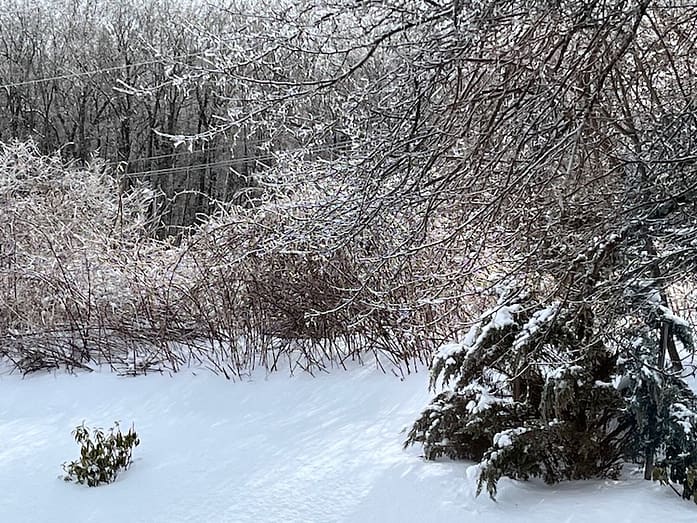 Icy Tree Photo of a snow-covered back yard. Across the back, low bushes have ice on their bare branches. Icy tree branches reach in from the right.