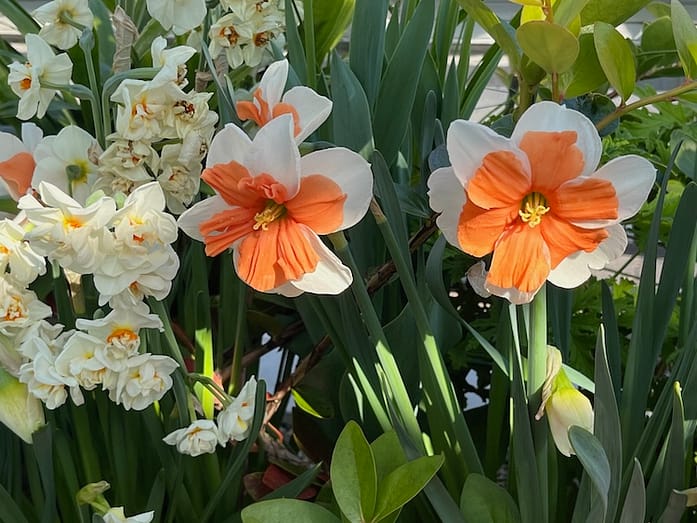 Flower Show 1 Photo of a variety of flowers from pale yellow to white with orange centers.