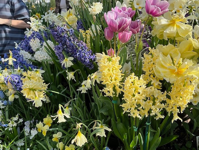 Flower Show 2 Photo of a mixture of flowers in shades of yellow, pink, and purple.