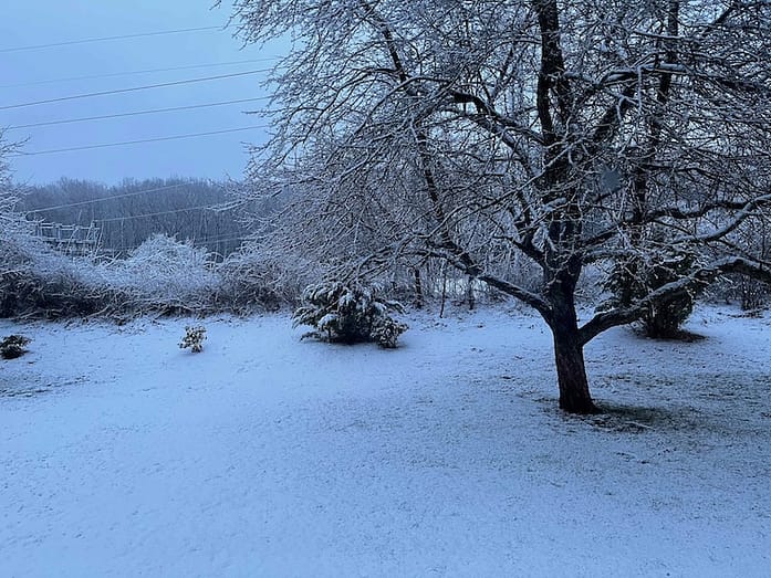 Photo of a yard with snow covering the ground and on the tree.