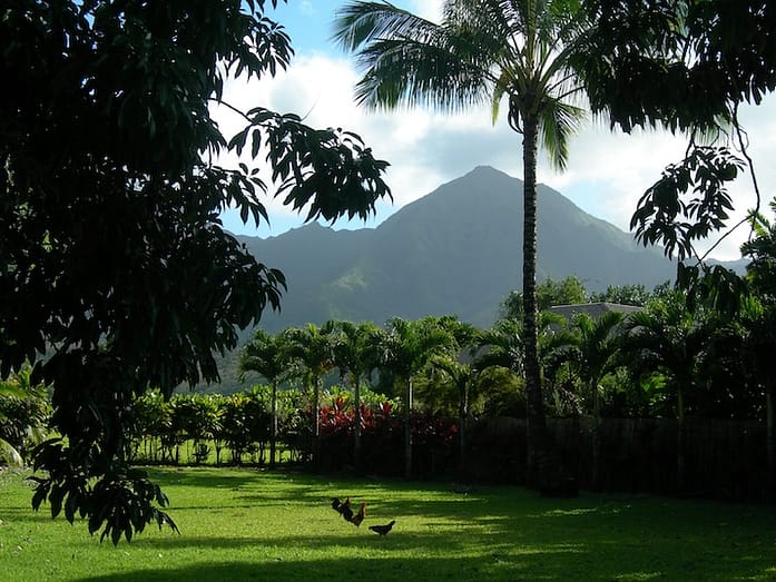 A grassy area surrounded by palm trees and tropical foliage in shadow. In the distance, a mountain against a blue sky.