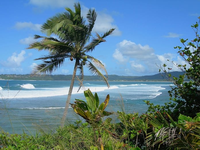 Hawaii Palm Tree Beach A blue sky reflected in turquoise water. In the foreground a lone palm tree rises above tropical foliage.