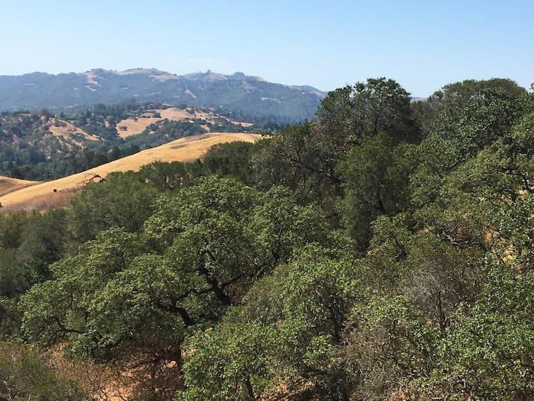 View from Briones Photo of a series of hills with green from trees and brown from dry summer grass