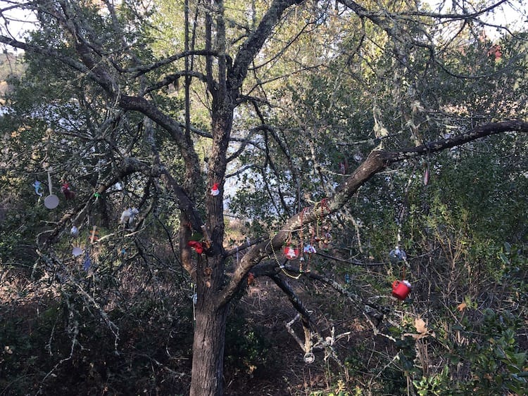 2021 Reservoir Tree 2 Photo of holiday ornaments hanging from an outdoor tree